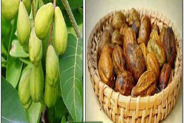 தினமும் இரவில் கடுக்காய் தூள் சாப்பிடுவதால் கிடைக்கும் நன்மைகள் | Benefits Of Consuming Mustard Powder Every Night