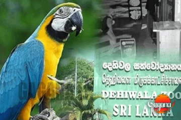 දෙහිවල සත්තු වත්තෙන් නැවතත් ලක්ෂ 5ක් වටිනා නිල් කහ මැකෝ ගිරවෙක් සොරාගනී
