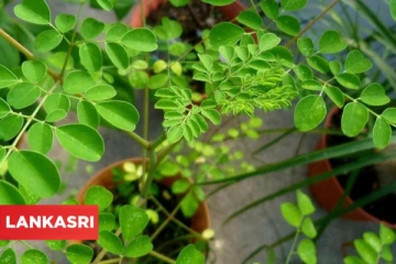 அற்புத மருத்துவகுணம் கொண்ட முருங்கை இலை! இந்த நோய்களுக்கு எல்லாம் பயன்படும்!