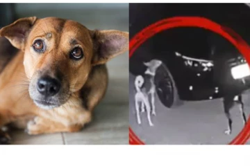 தன் மீது மோதிய கார்.. தேடி கண்டுபிடித்து பழிவாங்கிய நாய் - நள்ளிரவில் நடந்த பகீர் சம்பவம்!