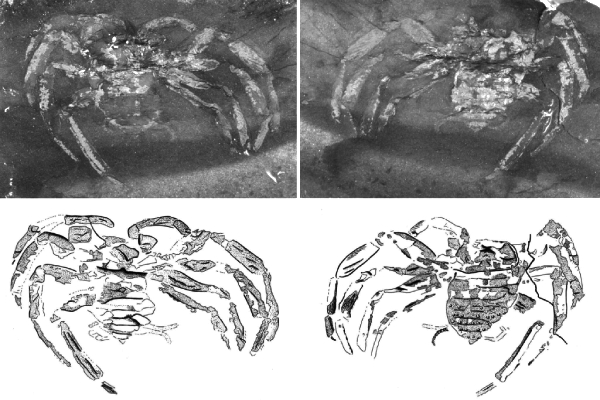 ancient spider fossil Germany, Arthrolycosa wolterbeeki discovery, 310 million year old spider, prehistoric arachnid fossil, spider evolution fossil record, Piesberg quarry fossil find, CT scan spider fossil Germany, Carboniferous spider species, oldest spider fossil in Europe, spider spinnerets fossil evidence ancient spider fossil Germany, Arthrolycosa wolterbeeki discovery, 310 million year old spider, prehistoric arachnid fossil, spider evolution fossil record, Piesberg quarry fossil find, CT scan spider fossil Germany, Carboniferous spider species, oldest spider fossil in Europe, spider spinnerets fossil evidence