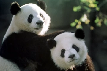 €8 மில்லியன் செலவு! 2 பாண்டாக்களை சீனாவுக்கு திருப்பி அனுப்பும் பின்லாந்து