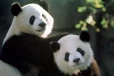 €8 மில்லியன் செலவு! 2 பாண்டாக்களை சீனாவுக்கு திருப்பி அனுப்பும் பின்லாந்து