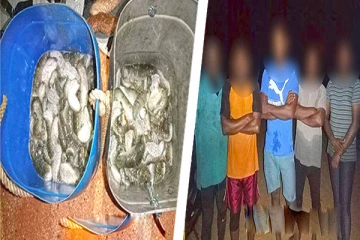 மன்னாரில் சட்டவிரோதமாக கடல் அட்டைகளை கொண்டு சென்ற ஐவர் கைது