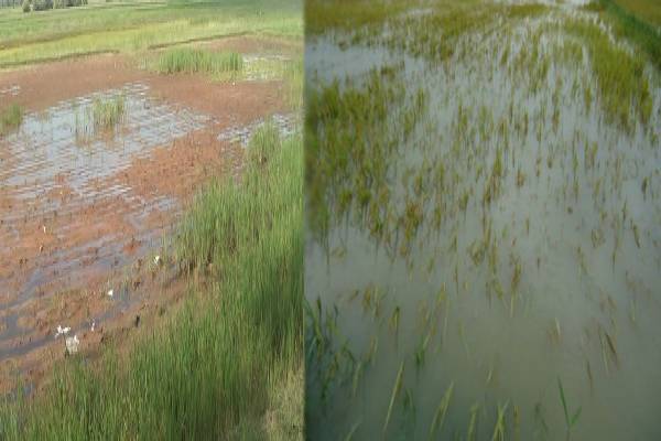 யாழில் பூச்சிய உற்பத்தியைக் காட்டும் நான்கு முக்கிய பயிர்ச்செய்கைகள்; யாழ்.மாவட்ட விவசாயப் பணிப்பாளர்! | Four Major Cultivation Abandoned Jaffna District