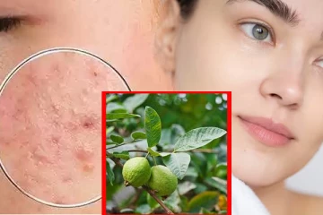 தக தகன்னு மின்னும் சருமத்திற்கு ஒரு கைபிடி கொய்யா இலை போதும்