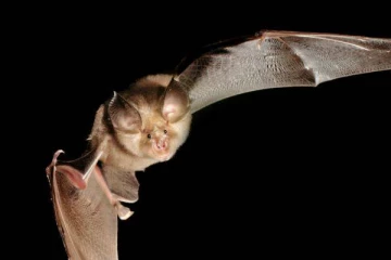 சீனாவில் வவ்வால்கள் உயிருடன் கூண்டில் அடைப்பு