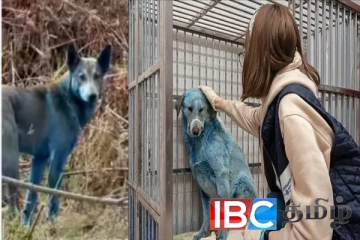 உக்ரைனில் திடீரென நீலநிறத்திற்கு மாறிய நாய்கள் : ஆச்சரியத்தில் உறைந்துள்ள பராமரிப்பாளர்கள்