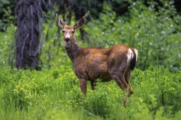 கனடாவில் பரவும் ஜாம்பி நோய்.. மனிதனை எப்படி தாக்கும் தெரியுமா?