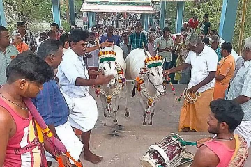 படிக்கட்டுகள் ஏறி முருகனை தரிசிக்கும் பசுக்கள்