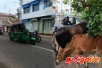 ​திருகோணமலை நகர் வீதிகளில் கட்டாக்காலி மாடுகளின் அச்சுறுத்தல்:விடுக்கப்பட்டுள்ள கோரிக்கை