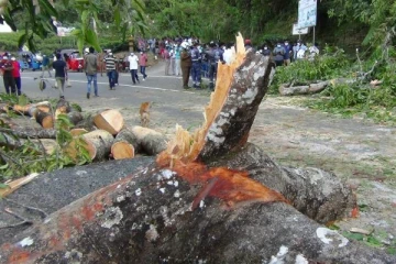 தலவாக்கலையில் மரம் விழுந்து ஆசிரியர் பலி: தற்காலிகமாக போராட்டத்தை கைவிட்ட பொதுமக்கள்(Photos)