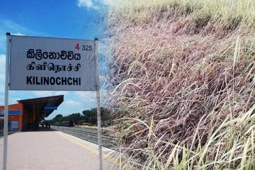 கிளிநொச்சியில் முன்னெடுக்கப்பட்டுள்ள சிறுபோக நெற்செய்கை பாதிப்பு