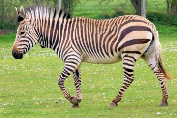 உரிமையாளரின் கையைக் கடித்த வரிக்குதிரைக்கு நேர்ந்த நிலை!