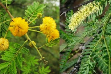 மட்டக்களப்பில்  அழிக்கப்படுவது  கருவேல மரங்களா?   சீமைக்கருவேல மரங்களா?; சுற்றுச்சூழல் ஆர்வலர்கள் கவலை