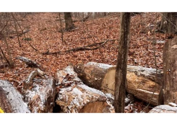 இந்த படத்துல நரி எங்கே இருக்கு சொல்லுங்க.. 4 வினாடிகள் time - கண்டுபிடிக்க முடியுமா?