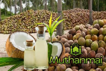 அதிகரிக்கும் தேங்காய் விலை : நிறுத்தப்பட்டுள்ள எண்ணெய் உற்பத்தி