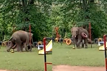 குழந்தையாக மாறி உற்சாக விளையாட்டு! கமெராவில் சிக்கிய யானையின் கியூட் காட்சி