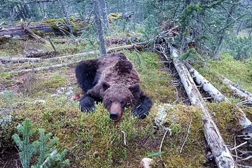 கொலைகார கரடியிடம் சிக்கிய சுற்றுலா பயணிகள்: பதறவைக்கும் சம்பவத்தின் பகீர் பின்னணி