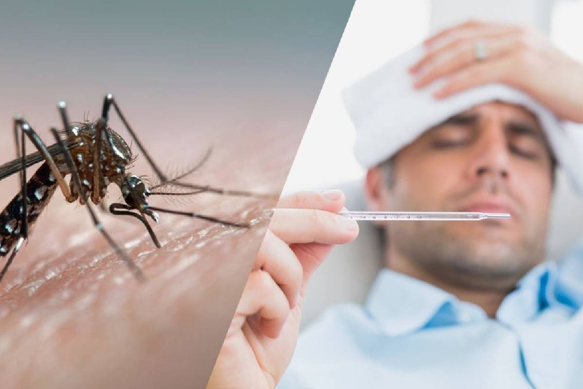யாழில் இதுவரையில் 694 டெங்கு நோயாளர்கள் பதிவு | 694 Dengue Patients Registered In Jaffna So Far