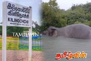 கிளிநொச்சியில் பல நாட்களாக காயத்துடன் காணப்பட்ட யானை உயிரிழப்பு