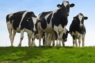 கறவைப் பசு தாக்கியதில் வயோதிபர் பலி