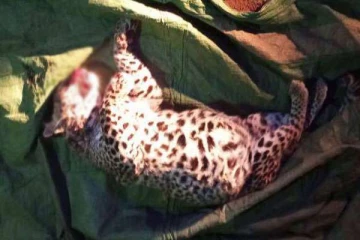 காயமடைந்த நிலையில் சிறுத்தையின் சடலம் மீட்பு