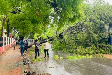 யாழில் வேரோடு சரிந்து விழுந்த மரம்!(Video)