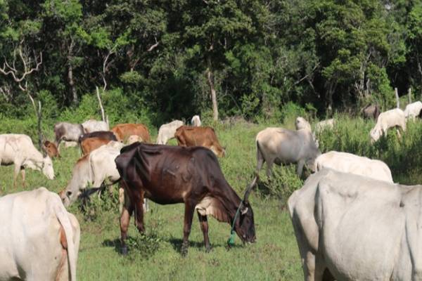 வெருகல் பகுதி காணிகளை உரிமை கோரும் வனத்துறையினர்: சண்முகம் குகதாசன் எம்.பி குற்றச்சாட்டு | The Forest Department Claims The Land Verugal Area