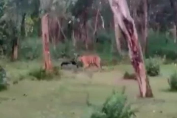 மனிதர்களை வேட்டையாடிய ஆட்கொல்லி புலி:  சுட்டுக்கொல்ல உத்தரவு!