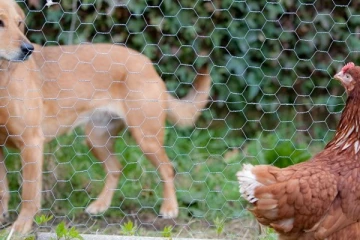 கோழிகள் உட்பட செல்லப் பிராணிகளிடமும் கொரோனா தொற்று