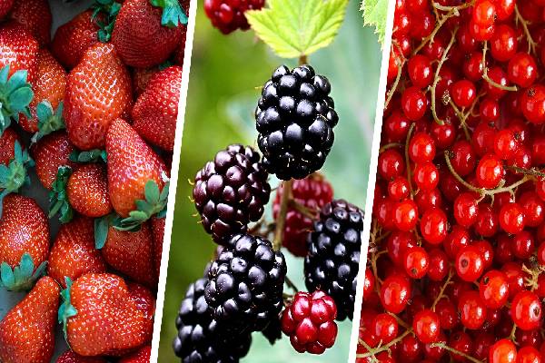 புற்றுநோயை எதிர்த்து போராடும் டாப் உணவுகள் இவைதானாம்! இனியும் தவிர்க்காதீங்க | Best Anti Cancer Foods List Help Lower Cancer Risk