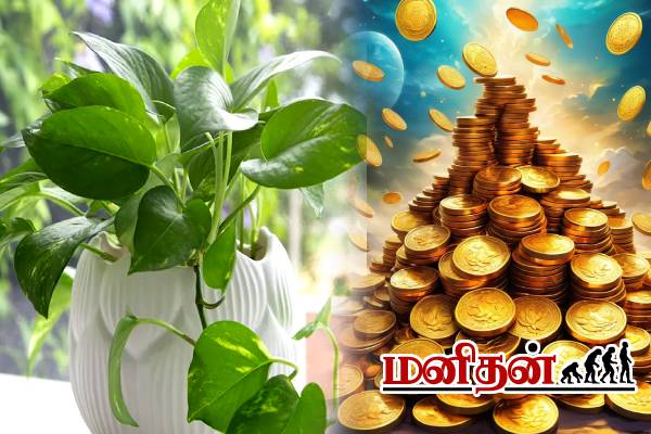 உங்க வீட்டுல மணி பிளான்ட் இருக்கா? அப்போ இந்த தவறை செய்யாதீங்க | Mistakes Growing Money Tree At Your Home