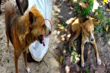 இறந்த மூதாட்டியை கண்ணீருடன் வழியனுப்பிய நாய்! கண்கலங்க வைத்த நாய்..