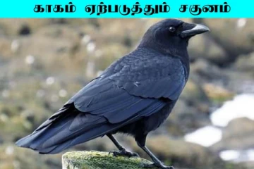 காகம் ஏற்படுத்தும் சகுனங்கள்... ஆபத்தை முன்கூட்டியே தெரிவிக்குமாம்