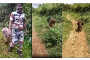 நான் அம்மாவ பார்க்கப் போறேனே.... நம்பிக்கையுடன் ஆவலில் செல்லும் க்யூட்டான குட்டி யானை!