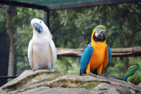 இலங்கையின் முதலாவது சர்வதேச பறவைகள் பூங்கா! | Sri Lanka S First Diaspora Bird Park Open Tomorrow