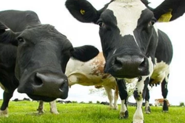 කිරි හරක් හොරුන්ට නෑ ඉඩක් - හොරකම් කළොත් ප්‍රසිද්ධියේ වෙන්නේ මේ දෙයයි..