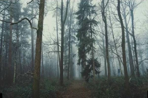 இருண்ட காட்டில் மறைந்திருக்கும் நரியை கண்டுபிடிக்க முடியுமா? | Spot The Hidden Fox In The Image Iq Test