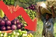 சடுதியாக விலை குறைந்த மரக்கறிகள்! பெரும் நஷ்டத்தில் விவசாயிகள்