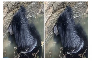 உணவு தேடி வந்து கிணற்றில் தவறி விழுந்த கரடி - பொதுமக்கள் உதவியுடன் மீட்புப்பணிகள் தீவிரம்