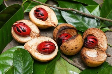 சாதிக்காய் விலையில் பாரிய வீழ்ச்சி