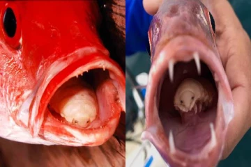 மீனின் நாக்கை தான் உண்டு புது நாக்காக மாறும் விசித்திர ஒட்டுண்ணி!