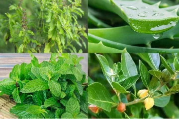 உங்கள் வீட்டில் இது இருந்தா போதும்.... நீங்க 100 வருடம் வாழ்வீர்கள்