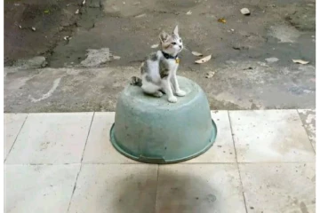 இந்த பூனை அந்தரத்தில் இருக்கிறதா?  உட்கார்ந்திருக்கிறதா? உங்களில் யார் அறிவாளி