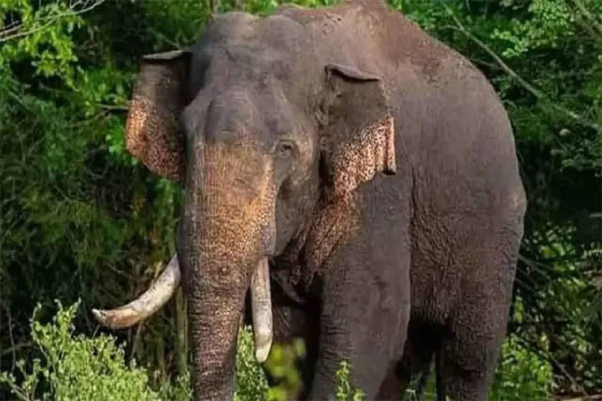 காணாமற் போன 