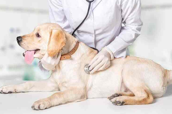 இலங்கையில் முதன் முதலாக விலங்குகளுக்காக புதிய செயலி! | A New App For Animals First In Sri Lanka