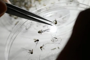 கொசுக்களை உற்பத்தி செய்யும் தொழிற்சாலை: எதற்காக? எங்கே உள்ளது தெரியுமா?