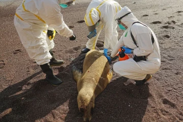 பறவை காய்ச்சலால் 55 ஆயிரம் பறவைகள் மற்றும் 580-க்கும் மேற்பட்ட கடற்சிங்கங்கள் பலி!