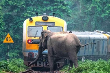 ரயில் பாதைகளில் காட்டு யானை விபத்துக்களை தடுக்க அவசர நடவடிக்கை